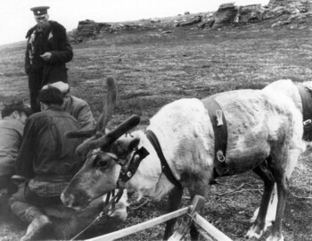 Vozrozhdenniy (with the white hat) skilfully doing some manipulation over a reindeer, Captain Chernyshev standing up - photo archive Tolya Mohov