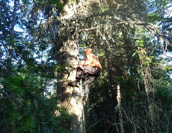 Shura Alekseenkov climbing a cedar (not the cedar) with a view to Kholat Syakhl